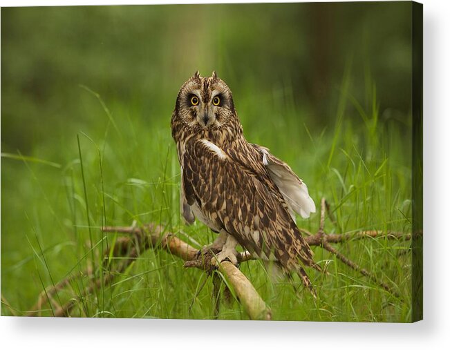 Owls Acrylic Print featuring the photograph The Look by Ray Cooper