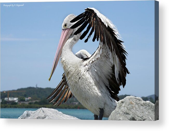 Pelicans Australia  Acrylic Print featuring the digital art The love of pelicans 02 by Kevin Chippindall