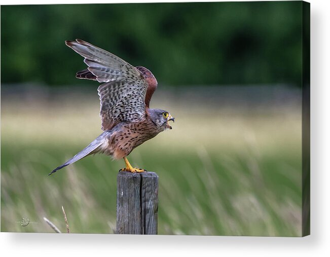 Kestrel Acrylic Print featuring the photograph The male Kestrel on his way by Torbjorn Swenelius