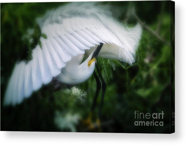 Snowy Egret Acrylic Print featuring the photograph The Nature Of Beauty by Mary Lou Chmura