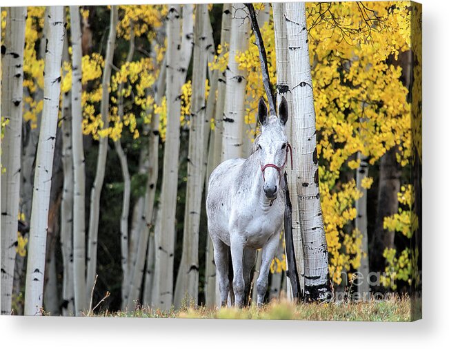 Aspen Acrylic Print featuring the photograph The Old Gray Mule by Jim Garrison