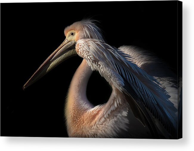 Animals Acrylic Print featuring the photograph The Pelican Philosopher... by Natalia Rublina