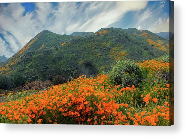 Poppies Acrylic Print featuring the photograph The Poppies of Walker Canyon by Lynn Bauer