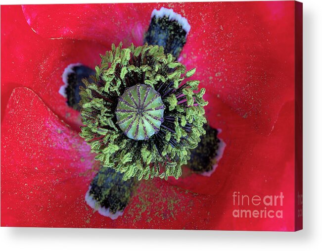 Papaver Rhoeas Acrylic Print featuring the photograph The Poppy and Pollen by Tim Gainey