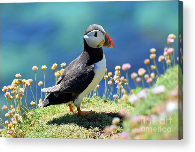 The Puffin Acrylic Print featuring the photograph The Puffin by Joe Cashin