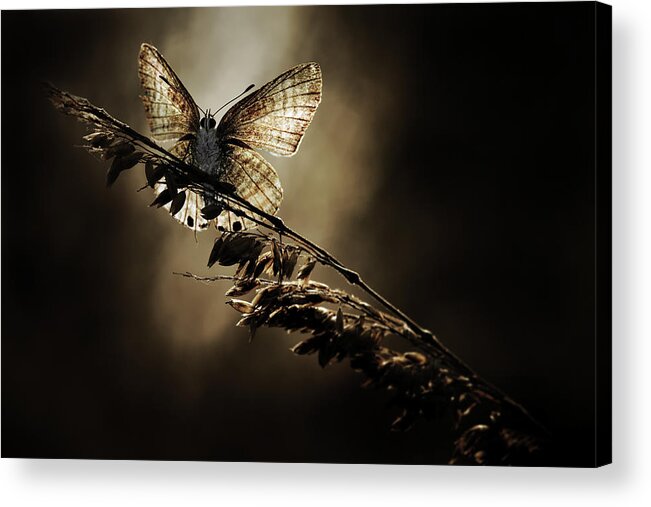 Butterfly Acrylic Print featuring the photograph The Saints Are Coming by Fabien Bravin
