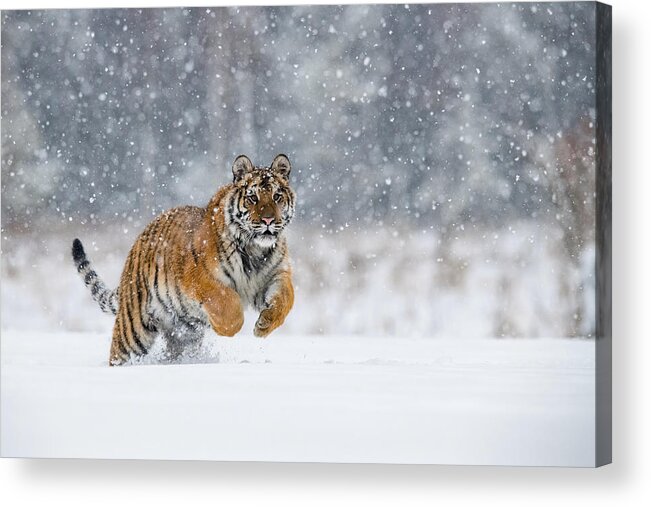 Amazing Acrylic Print featuring the photograph The Siberian Tiger, Panthera Tigris Tigris Is Running In The Snow, In The Background With Snowy Tree by Petr Simon