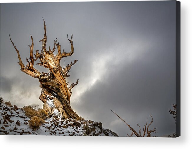 Oldest Tree Acrylic Print featuring the photograph The Spirit by Jie Jin