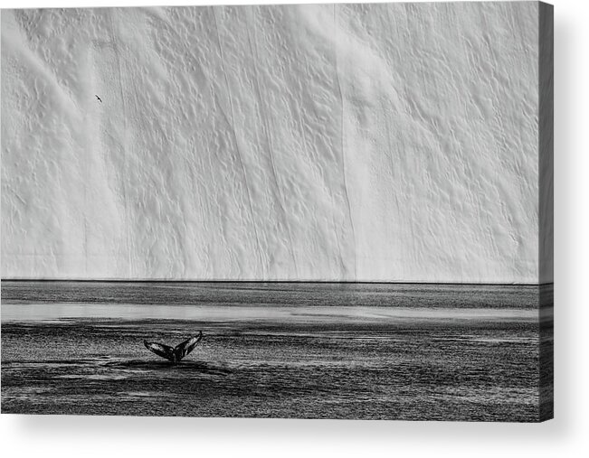 Greenland Acrylic Print featuring the photograph The Tail by Marc Pelissier
