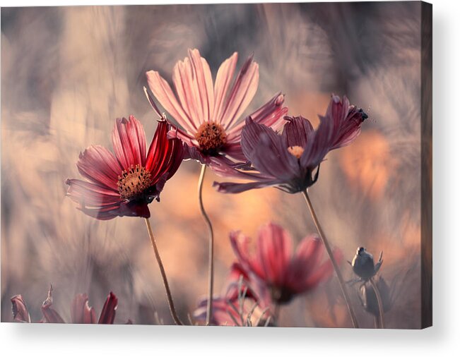 Pink Acrylic Print featuring the photograph The Three Sisters by Fabien Bravin