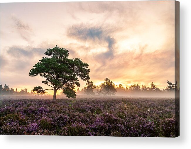 Tree Acrylic Print featuring the photograph The Tree On The Heath. by Leif Lndal