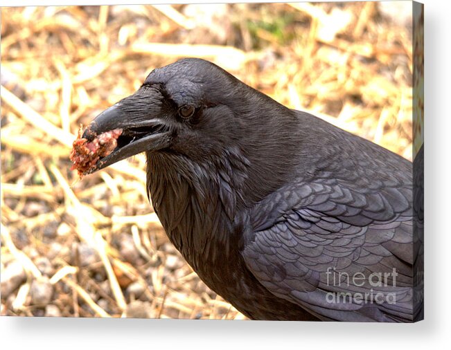 Raven Acrylic Print featuring the photograph The Ultimate Scavenger by Adam Jewell