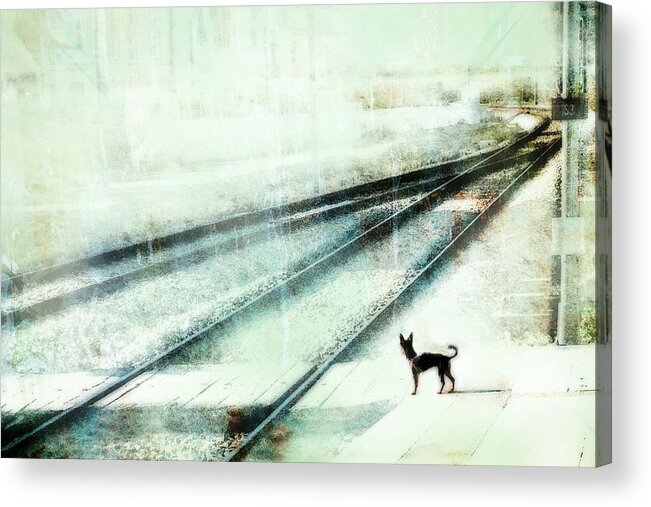 Dog Acrylic Print featuring the photograph The Wait by Ina Tnzer