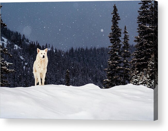 Animals Acrylic Print featuring the photograph The Wolf by Evgeni Dinev