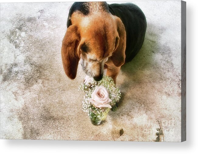 Dog Acrylic Print featuring the photograph This Flower Is For You by Joan Bertucci
