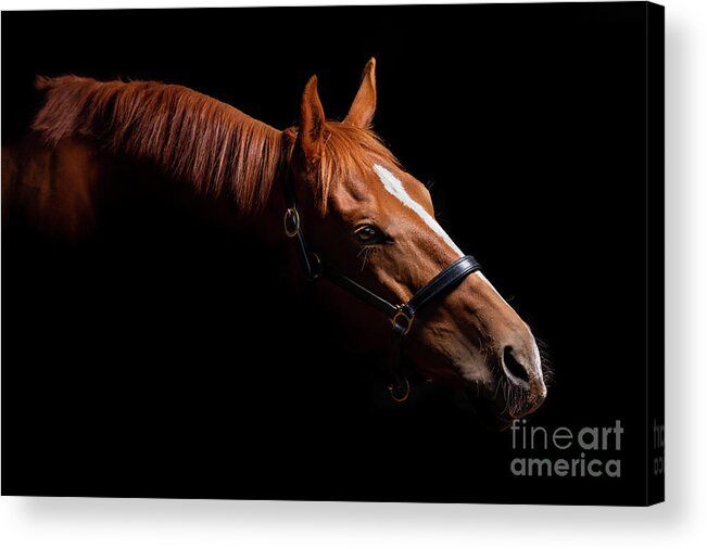 Horse Acrylic Print featuring the photograph Thoroughbred Portrait on Black by Michelle Wrighton