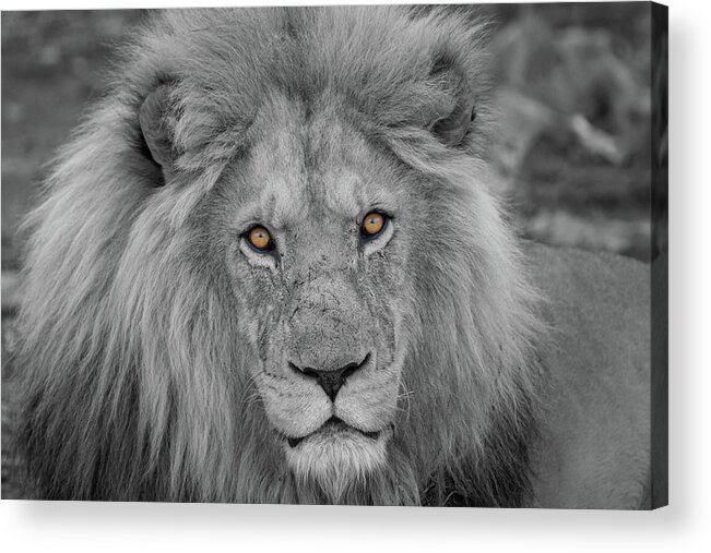 Selective Color Acrylic Print featuring the photograph Those Eyes by Randy Robbins