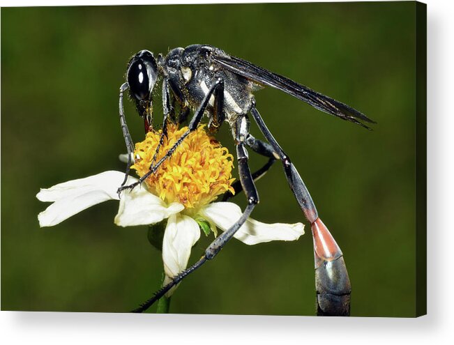Photograph Acrylic Print featuring the photograph Thread Waisted Wasp by Larah McElroy
