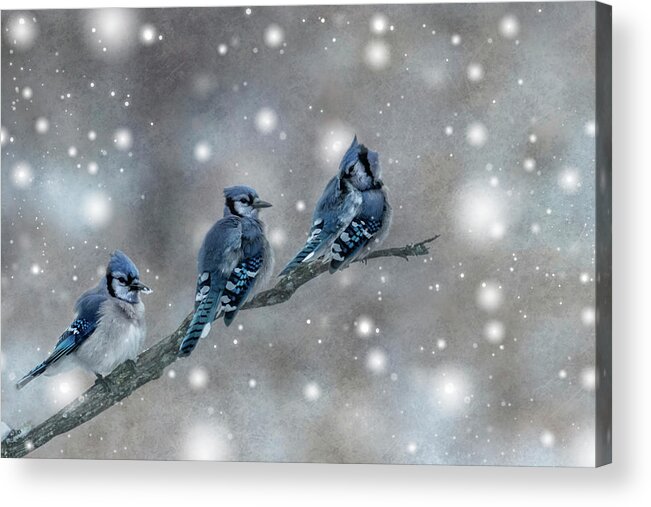 Three Acrylic Print featuring the photograph Three Blue Jays in the Snow by Patti Deters