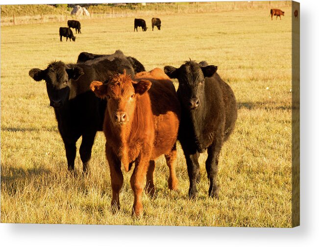 Scenics Acrylic Print featuring the photograph Three Brown Cows In A Dry Field by Beklaus