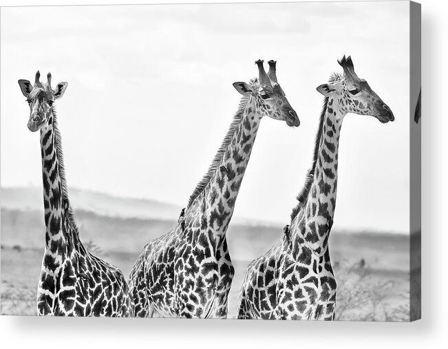 #faatoppicks Acrylic Print featuring the photograph Three Giraffes by Adam Romanowicz