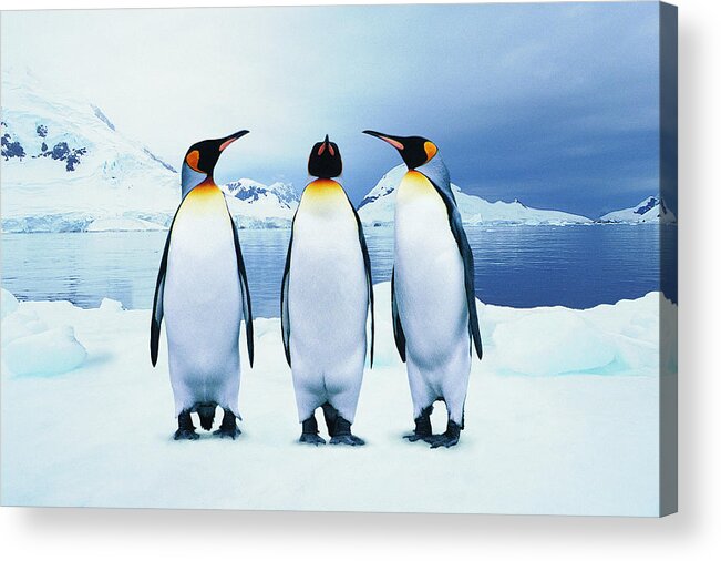 Snow Acrylic Print featuring the photograph Three King Penguins by Joel Simon