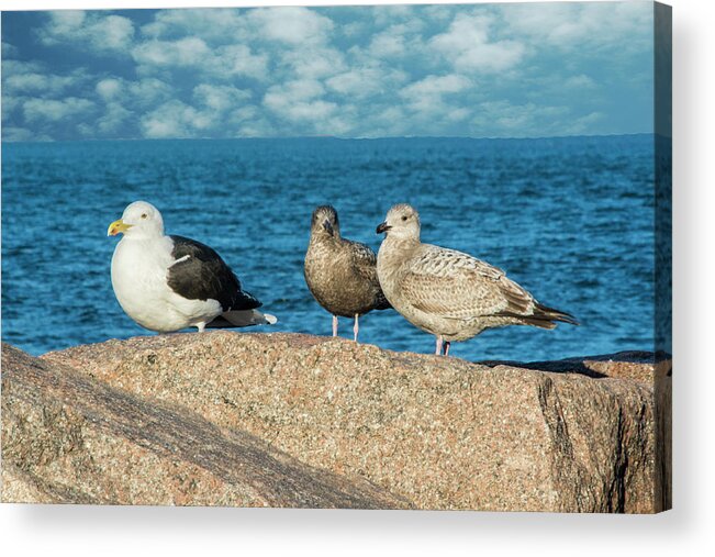 Gulls Acrylic Print featuring the photograph Three On The Rocks by Cathy Kovarik