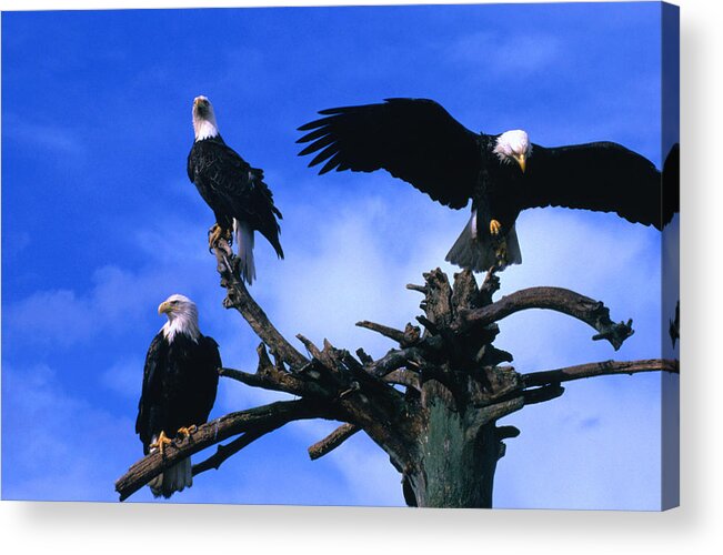 Majestic Acrylic Print featuring the photograph Three Perching Bald Eagles Haliaeetus by Mark Newman