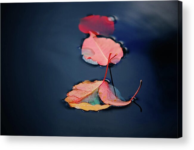 Outdoors Acrylic Print featuring the photograph Three Red Leaves Floating On Water by Richard Eden