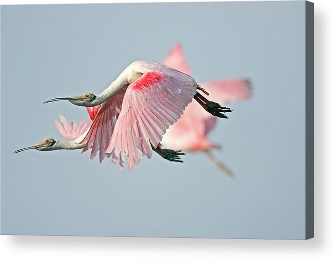 Animal Themes Acrylic Print featuring the photograph Three Rosies by Darlene F. Boucher