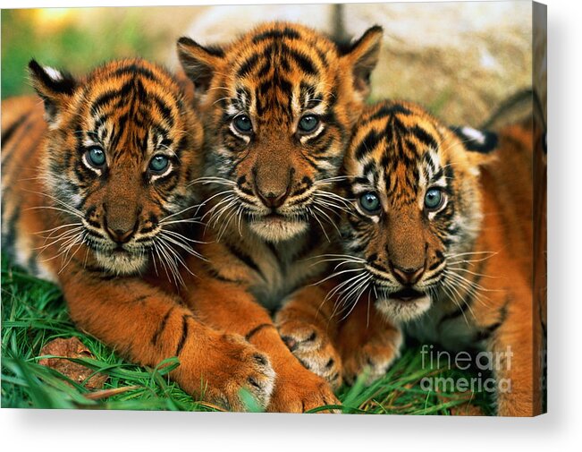 Grass Acrylic Print featuring the photograph Three Sumartran Tiger Cubs Panthera by Schafer & Hill