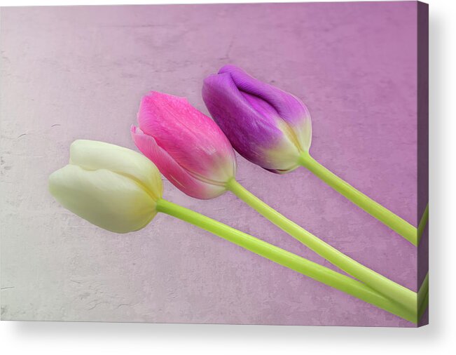 Tulip Acrylic Print featuring the photograph Three Tulips 0947 by Kristina Rinell