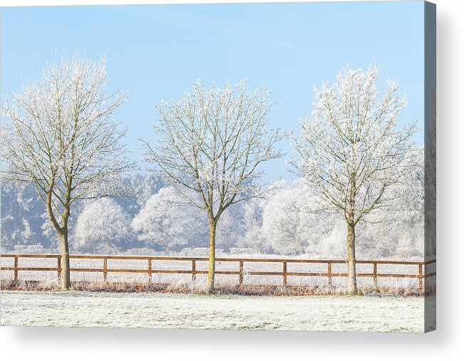Landscape Acrylic Print featuring the photograph Three winter trees and frozen fence by Simon Bratt
