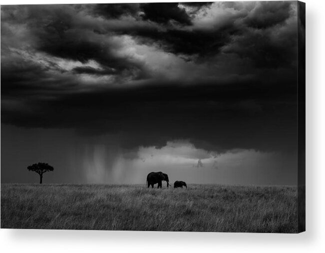 Wildlife Acrylic Print featuring the photograph Thunderstorm On The Savannah by Mario Vigo