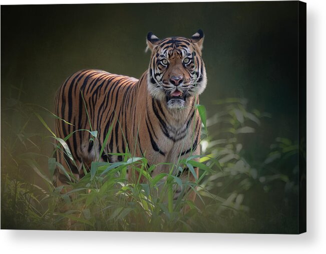 Tiger Acrylic Print featuring the photograph Tiger at the Zoo by Cindy Lark Hartman