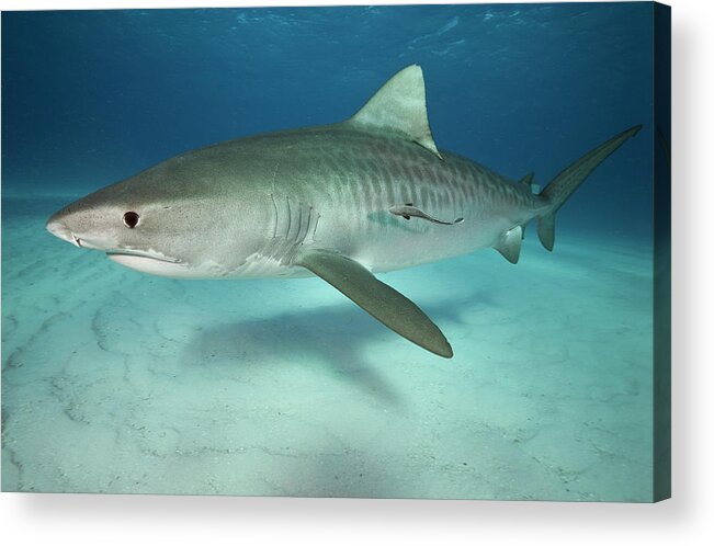 Underwater Acrylic Print featuring the photograph Tiger Shark On White Sand Beach by Alastair Pollock Photography
