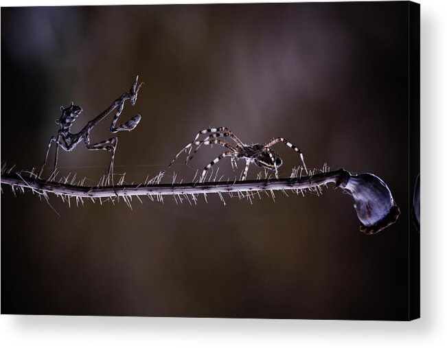 Macro Acrylic Print featuring the photograph Time For You To Go by Fabien Bravin