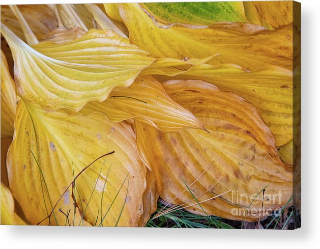 Abstracts Acrylic Print featuring the photograph Time to Rest by Marilyn Cornwell