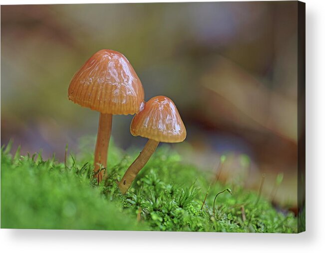 Fungi Acrylic Print featuring the photograph Tiny Fungi by Daniel Reed