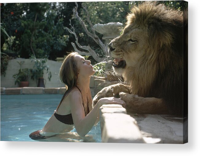 Tippi Hedren Acrylic Print featuring the photograph Tippi Hedren & Neil The Lion by Michael Rougier