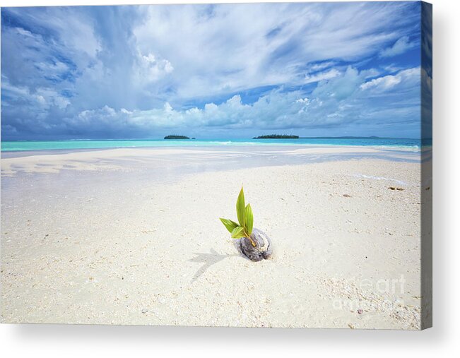 Coconut Acrylic Print featuring the photograph To Be a Coconut by Becqi Sherman