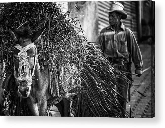 Donkey Acrylic Print featuring the photograph Together From Work by Pavol Stranak