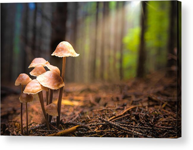 Mushroom Acrylic Print featuring the photograph Together by Vio Oprea