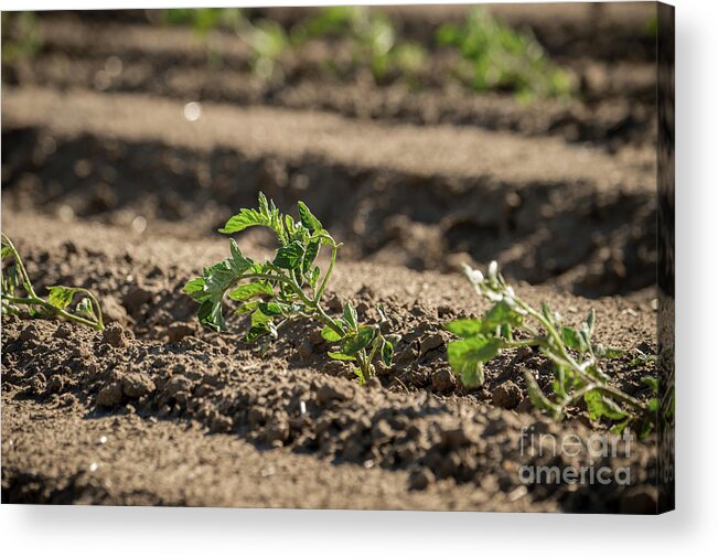 15th April 2015 Acrylic Print featuring the photograph Tomato Plants by Lance Cheung/us Department Of Agriculture/science Photo Library