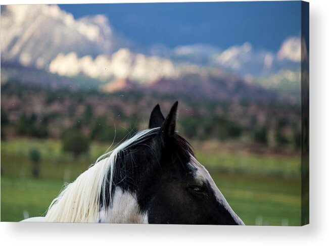 Horse Acrylic Print featuring the photograph Torrey Horse #2 by Jonathan Thompson