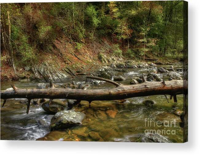Tree Acrylic Print featuring the photograph Tree Across The River by Mike Eingle