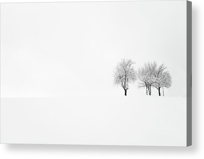 Tree Acrylic Print featuring the photograph Tree And Silence by Amir Bajrich
