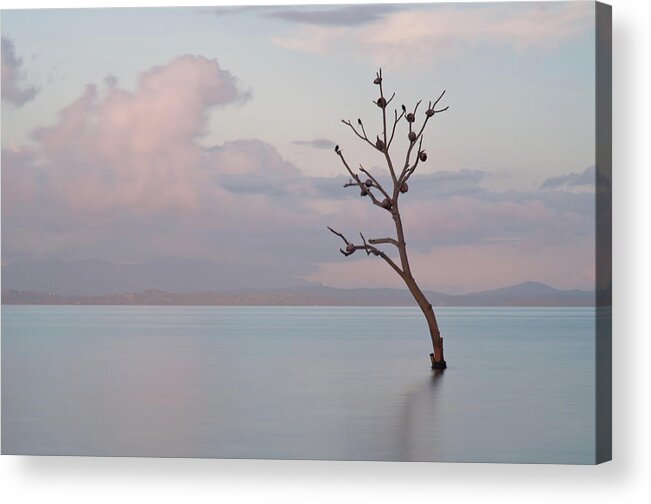 Scenics Acrylic Print featuring the photograph Tree In Water by Flash Parker
