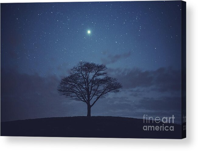 Scenics Acrylic Print featuring the photograph Tree Of Jupiter by Shaunl