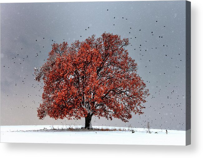 Bulgaria Acrylic Print featuring the photograph Tree Of Life by Evgeni Dinev
